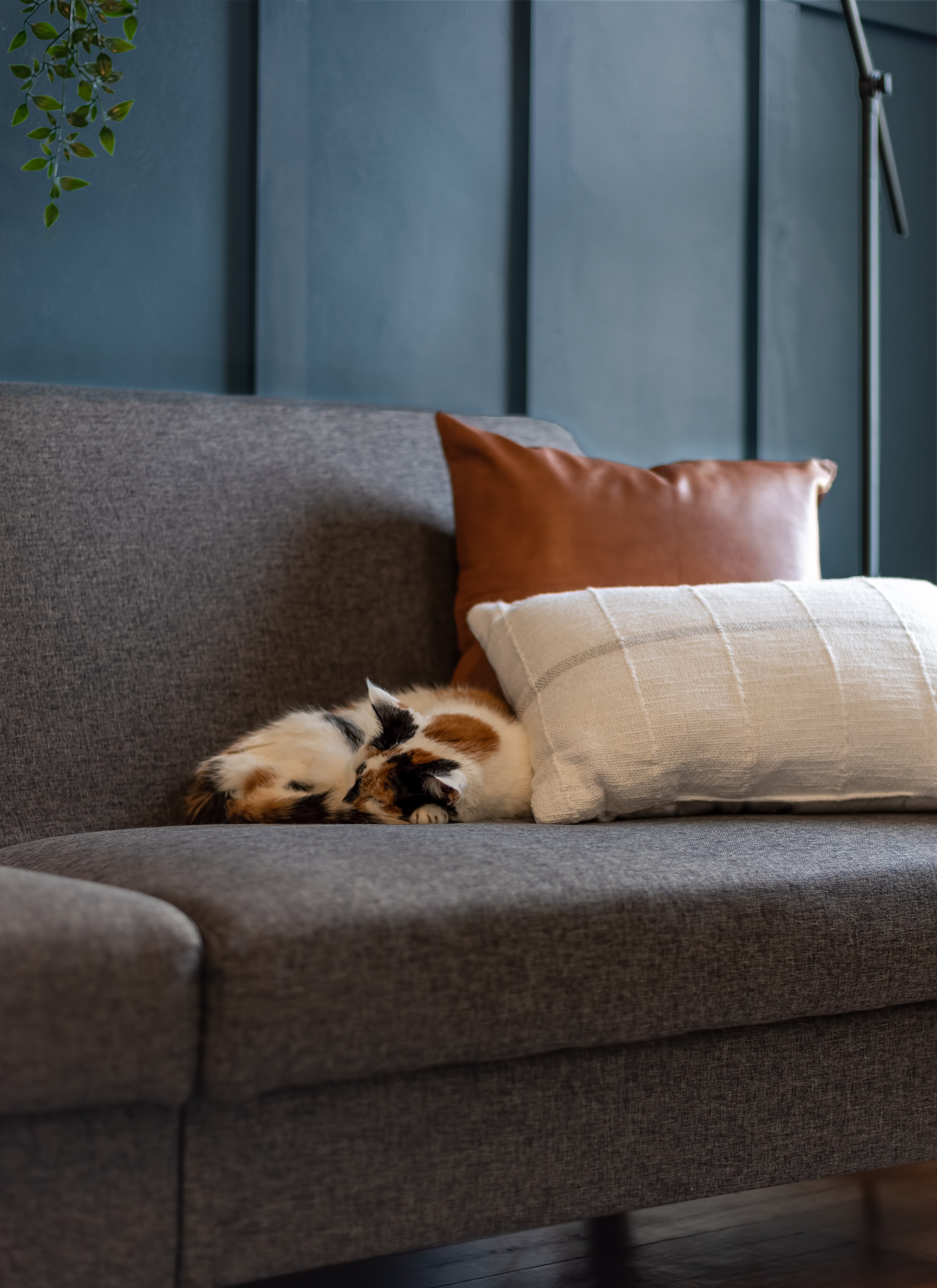 Cat COTY 2026 colour of the Year